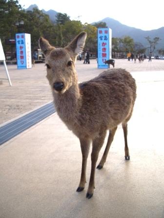 シカ